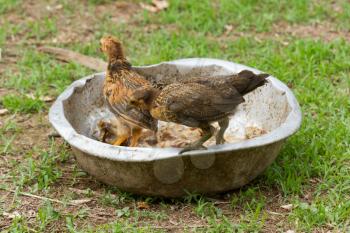 Young chickens standing in a metal bowl