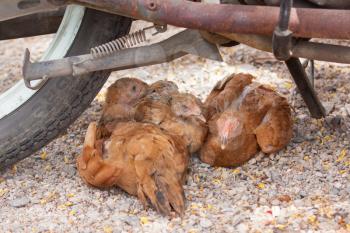 Brown chickens resting underneath a motorcycle, Vietnam