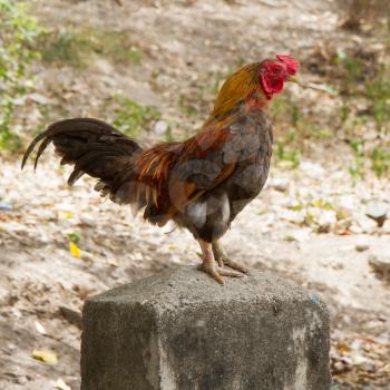 Rooster standing on a concrete pole, isolation