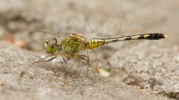 Large dragonfly resting on loose sand, Vietnam