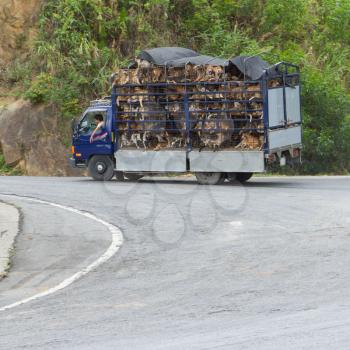 HUÉ, VIETNAM - AUG 4: Trailer filled with live dogs destined for Vietnamese slaughterhouses. Dogs, often stolen, are still on the menu in north Vietnam. Vietnam, 2012