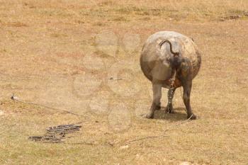 Large water buffalo peeing in a field