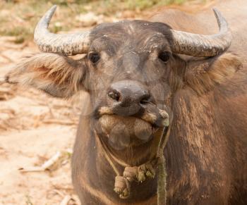 Curious adult water buffalo closeup, central Vietnam