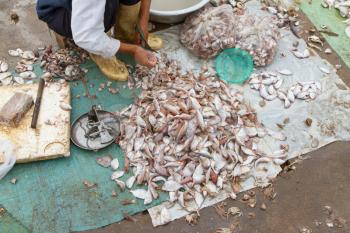 Freshly catch fish on a market in Vietnam, cut with scissors
