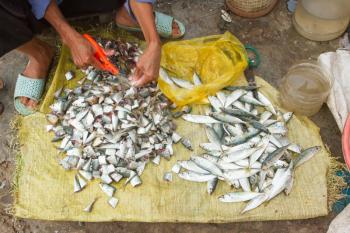 Freshly catch sardines, anchovies, cut with scissors on a Vietnamese market