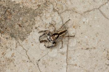 Small spider hunting on a concrete background (Vietnam)