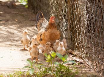 Adult hen and her newly hatched chickens on a concrete path