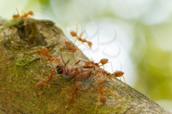 Red ants in a tree carrying a death bug, Vietnam
