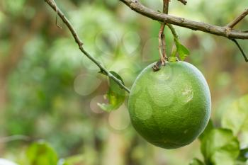 Green grapefruit growing on tree in Vietnam