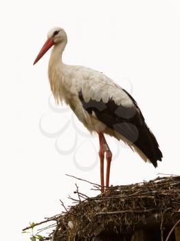 Adult stork in its natural habitat, on a nest (Holland)