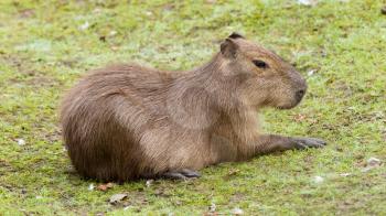 Capybara (Hydrochoerus hydrochaeris) resting on a green lawn