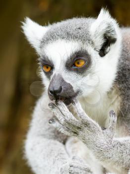 Ring-tailed lemur (Lemur catta) cleaning it's claw in a dutch zoo