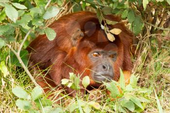 Mantled howler (Alouatta seniculus) resting on the ground