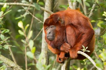 Mantled howler (Alouatta seniculus) resting in a tree