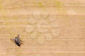 Small housefly on wood, room for copy space
