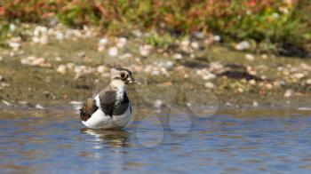 Lapwing taking a bath in a lake, Vanellus vanellus