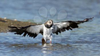 Lapwing taking a bath in a lake, Vanellus vanellus