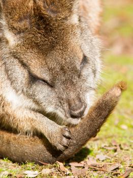 Parma wallaby is cleaning it's tail in a dutch zoo