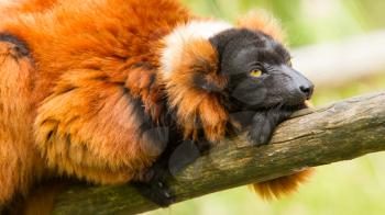 Red-bellied Lemur (Eulemur rubriventer) in a dutch zoo