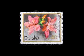 POLAND - CIRCA 1990: Stamps printed by Poland, shows flowers of the Rhododendron, circa 1990