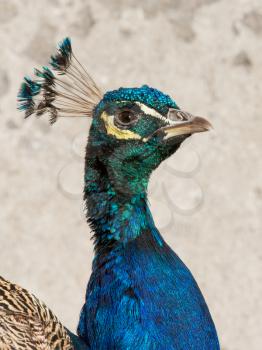 Male peacock isolated on a stone background