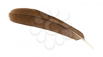 Large brown female peacock feather closeup, isolated