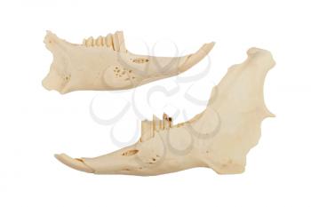 Jaws of a rabid, isolated on white