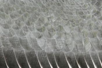 Extreme close-up of feathers of an marabu