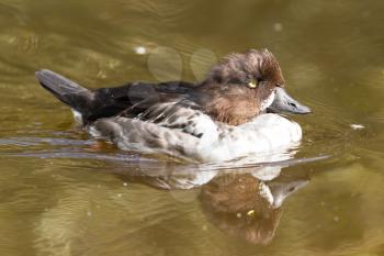 Swimming female tufted duck, changing it's plumage (summer to winter)