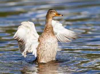 Female Mallard Duck washing her feathers in the water