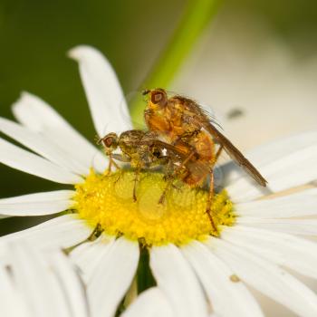 Two flies mating on a white flower