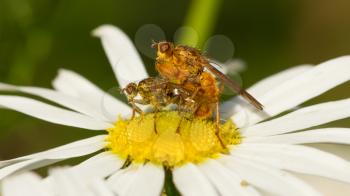 Two flies mating on a white flower
