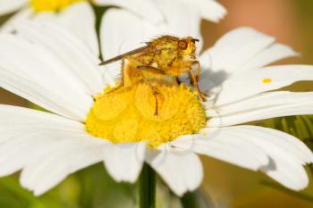 Small fly sits in the middle of an ox eye daisy