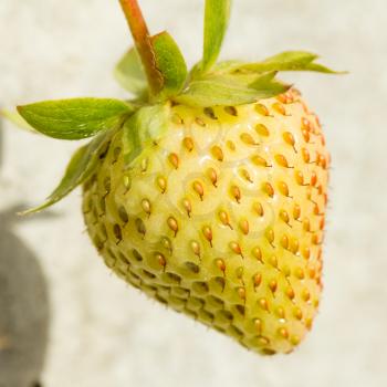 Unripe strawberry in a farm with a concrete background