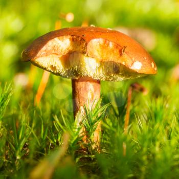 Close-up of a forest mushroom in the grass