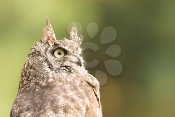 African Eagle Owl, selective focus on eye