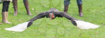 Southern Ground hornbill (Bucorvus leadbeateri) walking on grass