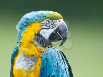 Close-up of a macaw parrot in nature