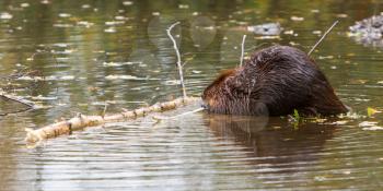 Canadian beaver in the water, isolated, Holland