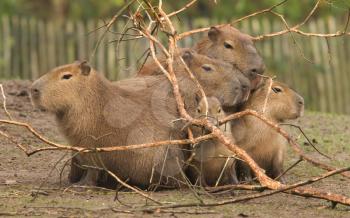 Capybara (Hydrochoerus hydrochaeris) covering behind a dead tree