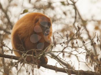 Mantled howler (Alouatta seniculus) howling in a tree