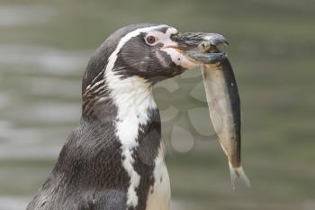 Penguin is eating a large fish, isolated