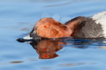Red crested pochard (Netta Rufina) eating in the water
