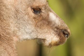Close-up of an adult kangaroo in Holland