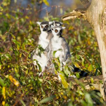 Ring-tailed lemur (Lemur catta) ingreen tree