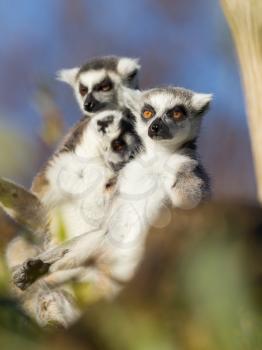 Ring-tailed lemur (Lemur catta) ingreen tree