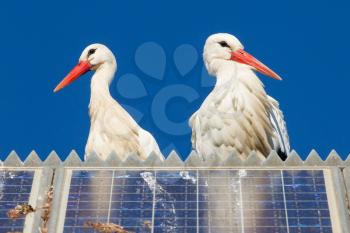 Pair of storks standing on a solar panel, winter