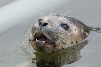 Close-up of a grey seal in the water