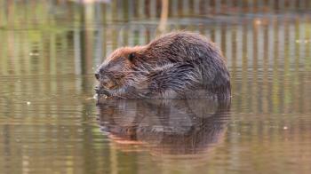 Canadian Beaver (Castor canadensis) in the water, gnawing on some wood in the wild