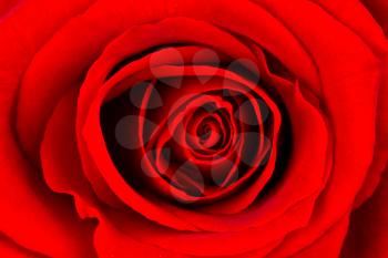 Close-up of a bright red rose, isolated